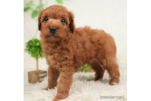 成約済の千葉県のトイプードル-210404の3枚目